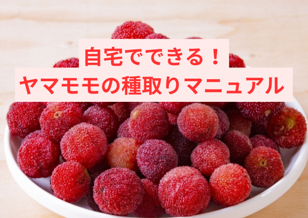 自宅でできるヤマモモの種取りマニュアル