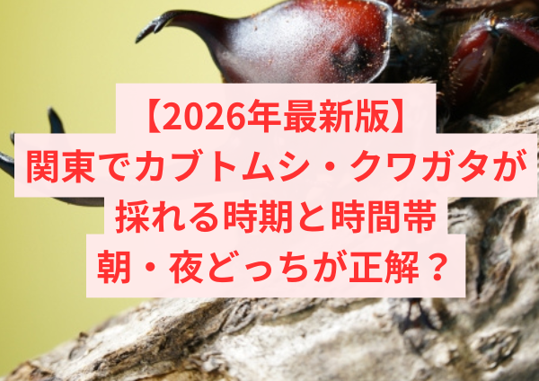【2026年最新版】関東でカブトムシ・クワガタが採れる時期と時間帯｜朝・夜どっちが正解？